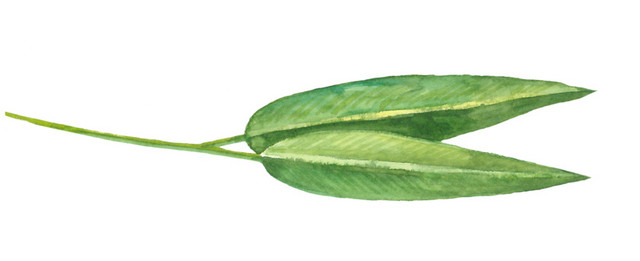 绿色清新植物竹叶素材