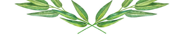 绿色清新植物枝叶素材