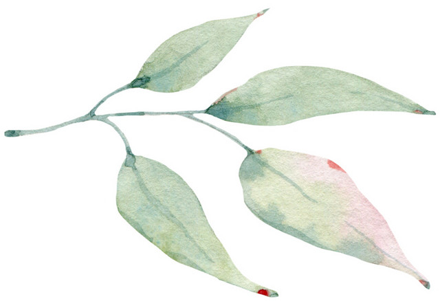 彩铅植物叶子