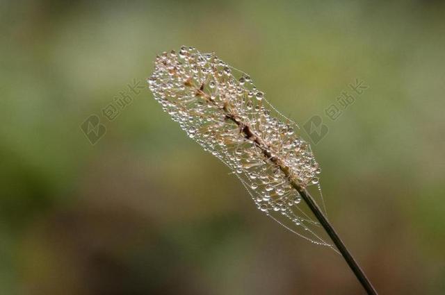 露水 植物 露珠 MORGENTAU