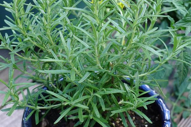 迷迭香 中药 绿色 新鲜 芳香 园艺 食品 香料和草药