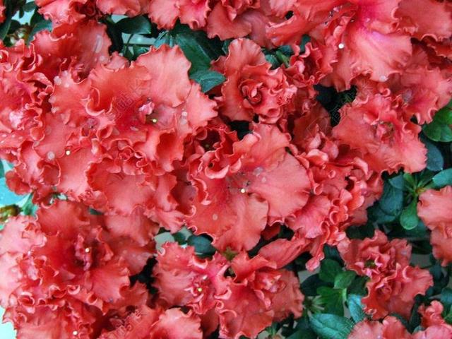 鲜花 杜鹃 瓶花 花瓣 红色