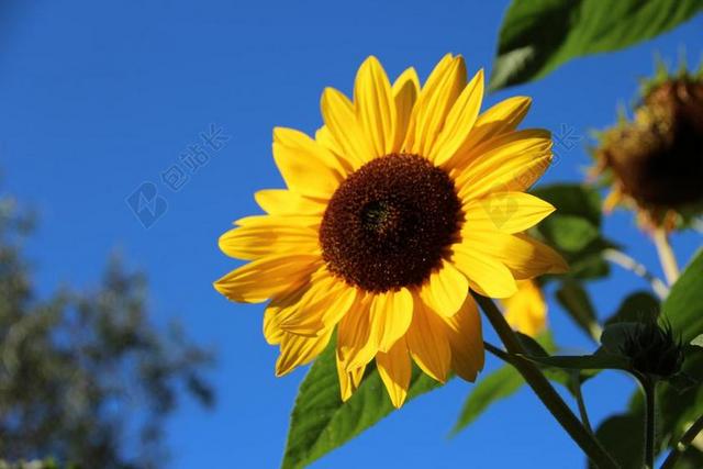 太阳花 开花 花 厂 黄色 蓝色 性质 丰富多彩 颜色