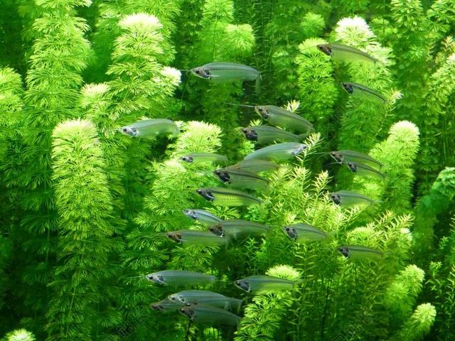 鱼 动物园 动物 水 水族馆 动物世界