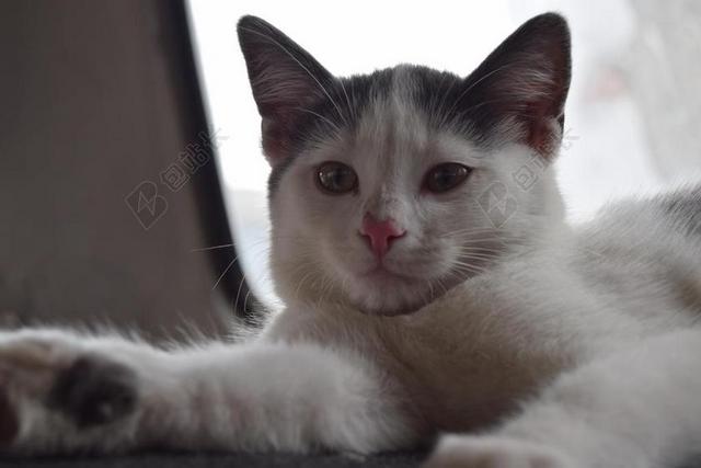 动物 猫 头发 起毛 壁纸 白