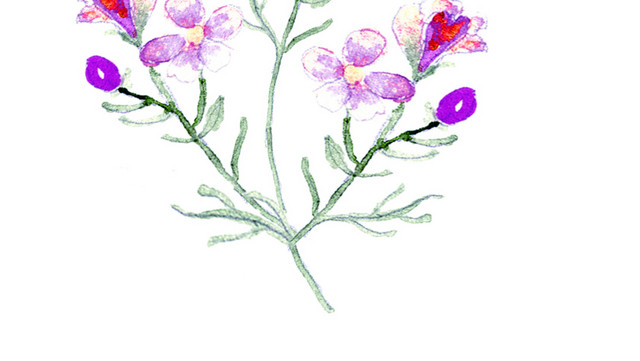 小清新花朵矢量素材