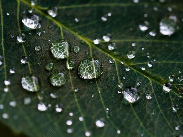 摄影唯美叶上的雨滴背景图片