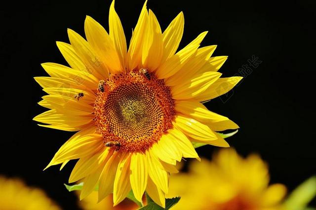 太阳花 蜜蜂 夏季 花园 开花 黄色 昆虫 向日葵 性质