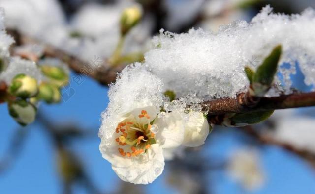 植物冬天枝头的梅花背景图片