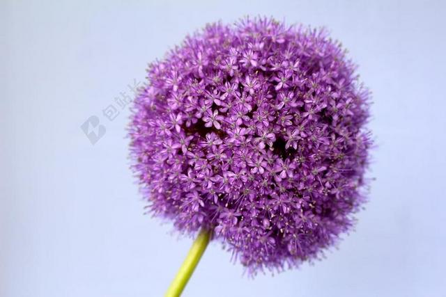 大蒜 紫 球 花 关闭 开花 观赏葱 园林植物 花球 壁纸