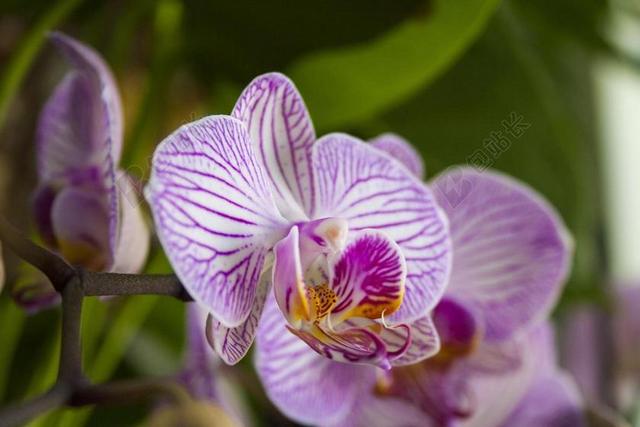 兰花 蝴蝶兰 花 鲜花