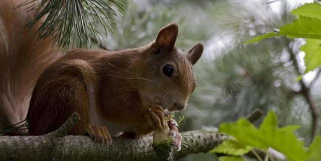 松鼠 夏季 花园 POSSIERLICH 生物 核查的小猫