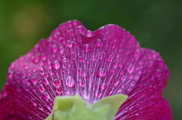 广告唯美花上的雨滴背景图片