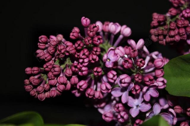 紫丁香 紫色 花 春天 紫色的花朵 性质 夏天丁香花