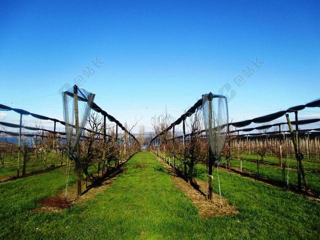 水果 果园 维护 保护 阳光 博登湖 阿尔特瑙 THURGAU