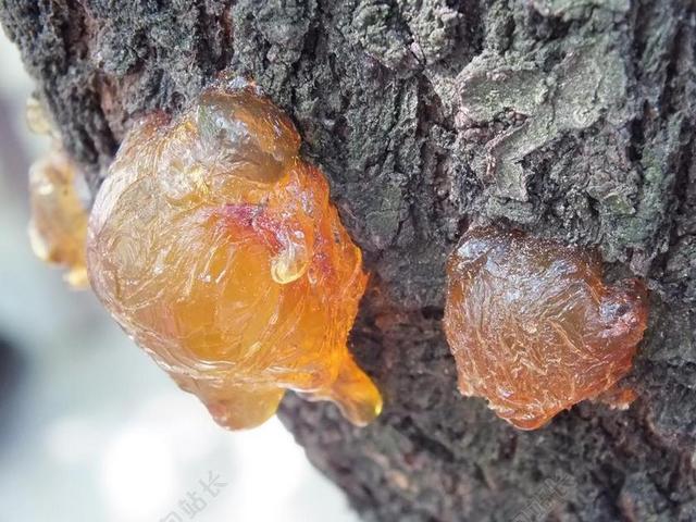 树脂 树皮 行李箱 树 户外 琥珀色