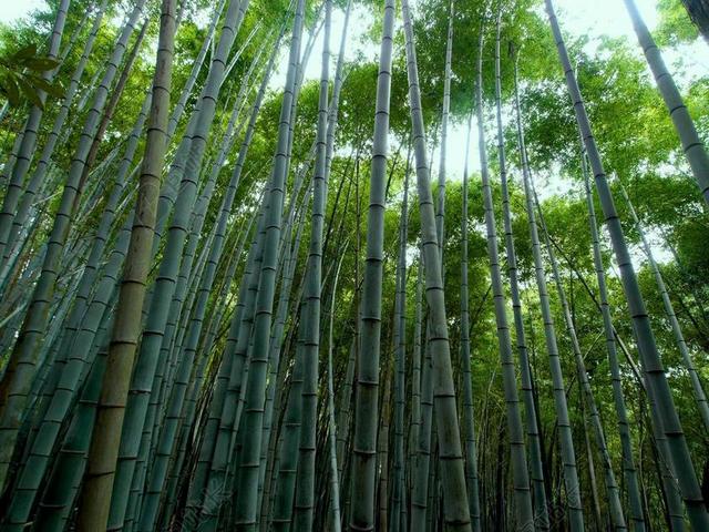 竹林 竹 绿色