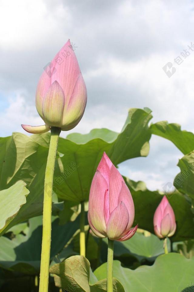 粉色植物特写粉色未开荷花背景图片