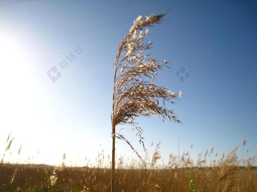 芦苇 在风分支 天空蓝 里德 草海 字段 谷物 长子