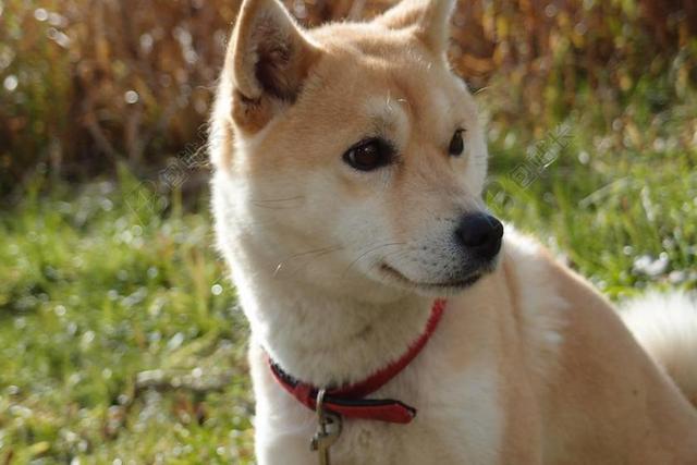 狗 柴犬 动物