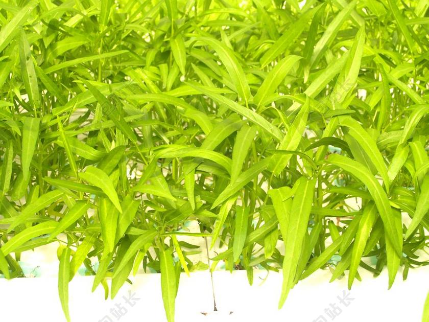 食物绿色的新鲜蔬菜背景图片