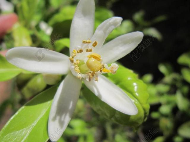 柠檬花 柠檬 花 盛开 性质 柠檬树 关闭 地中海 花园