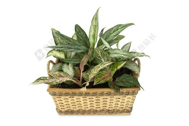 万年青 锅色皂洗机 观赏植物 植物 绿色 叶 花园 锅