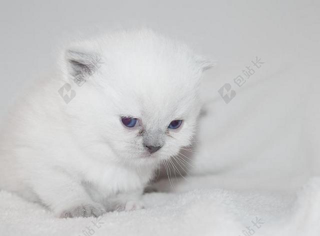 白色广告清新可爱呆滞的小猫宣传背景图片