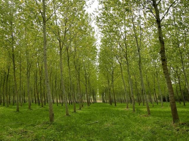 林 公园 杨树 树 绿色 性质 春 植物