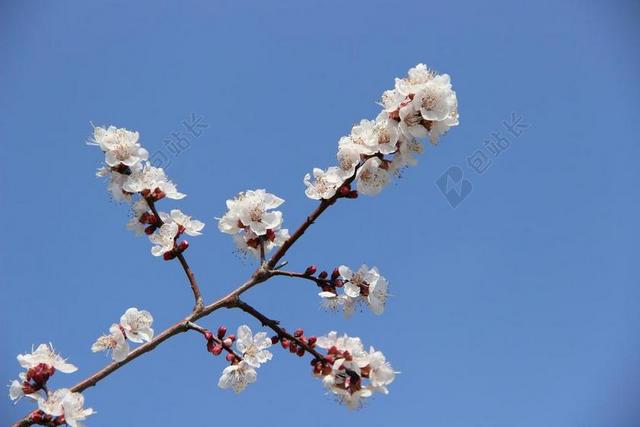 粉色变淡 朝天花 春色 春天