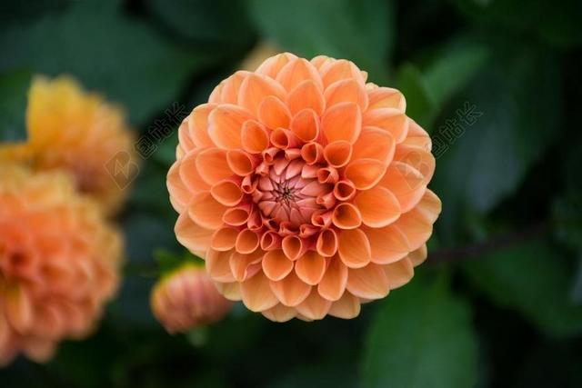 盛开 开花 特写 植物区系 鲜花 高清壁纸 橙色 花瓣