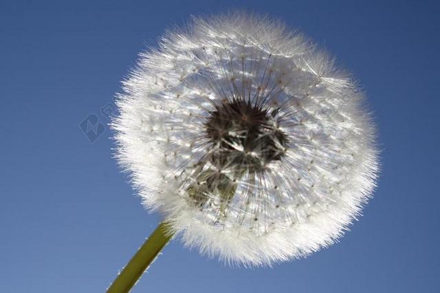 太阳 天空 蒲公英 性质 厂 春天 阳光 上光 指出花