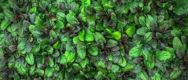 树叶 植物 HWALYEOB 大自然 绿色 抽象 国情咨文 叶
