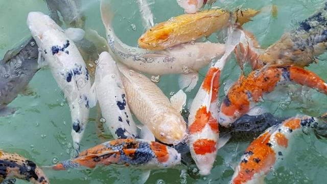 鲤鱼 鱼 性质