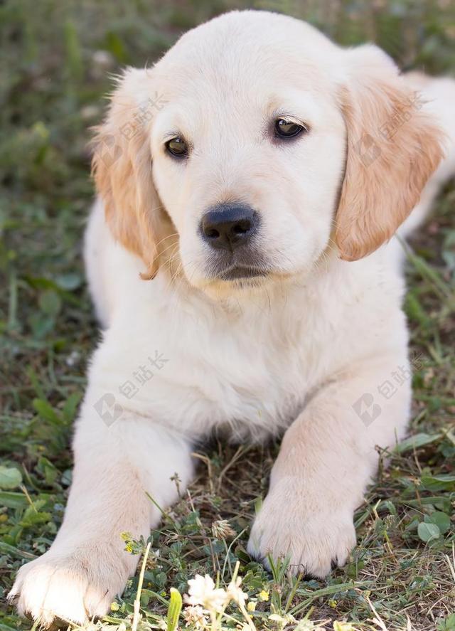 狗 小狗 金毛猎犬 HUNDEPORTRAIT 年轻 纯种狗