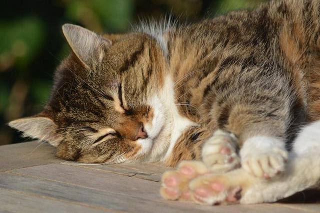 猫咪 猫 动物 享受 宠物 哺乳动物 睡眠 休息 车身套件