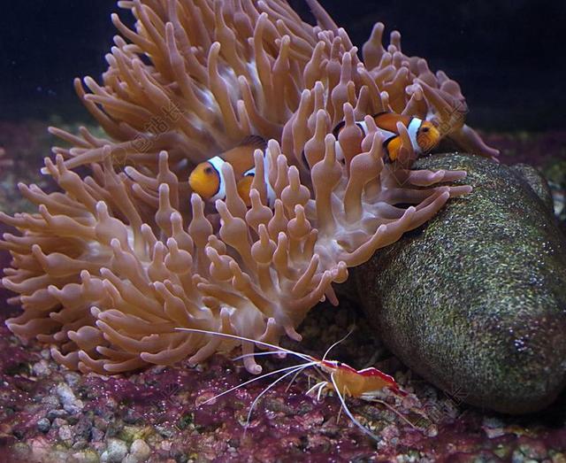 小丑鱼 虾 水族馆 生物 MEERESBEWOHNER 海洋动物