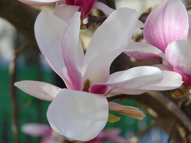 玉兰花 花卉 郁金香树