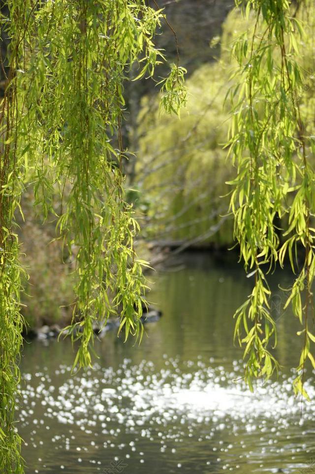 柳 树 池 湖 水 绿色