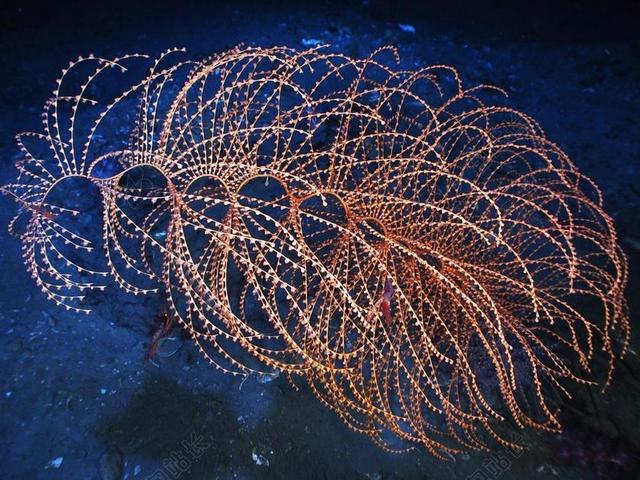 IRIDIGORGIA 深海珊瑚 生活 海 海洋 水 美丽