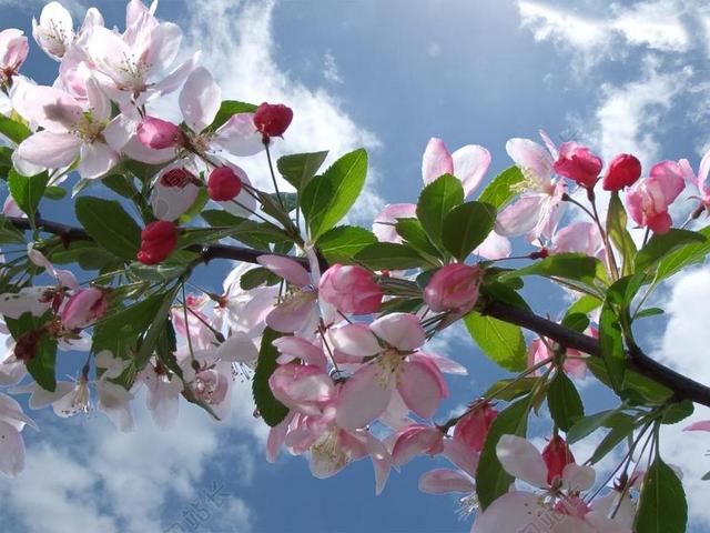 樱花 梅花 春天 樱桃 开花 红色 云 对天空 高对比度