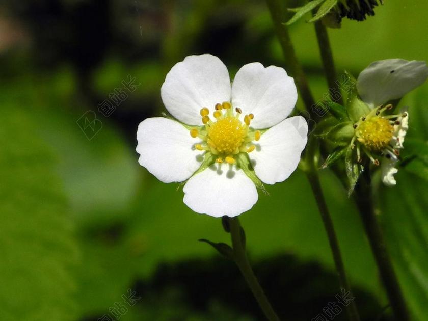 草莓花 开花 白 花 春天 性质 白色绿色 关闭