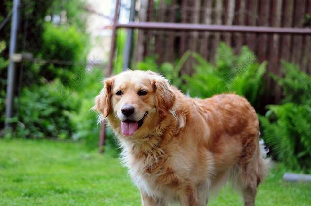 金毛寻回犬 狗 快乐 宠物 动物 可爱 家养 毛茸茸的