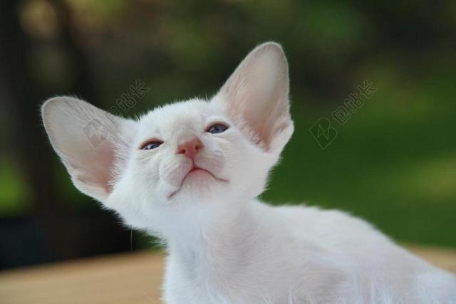暹罗猫 猫 小猫 猫宝贝 毛皮 魅力 动物 食肉动物 可爱