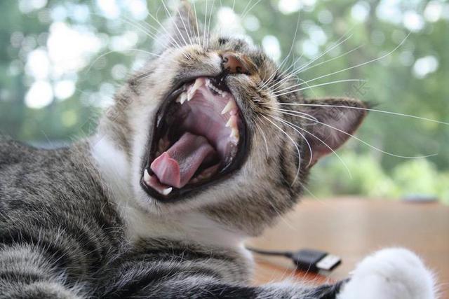 猫 打哈欠 乐趣