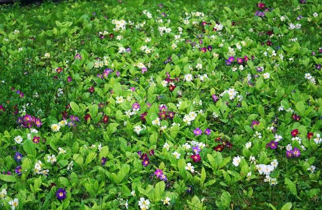 报春花 草地 草 春天 鲜花 花多 月见草草甸 春天的樱草花