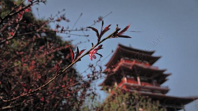 阁楼 古建筑 树木 花朵 风景