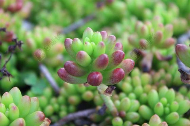 萌芽 宏观厂 小 特写 自然 植物 绿色 叶 春 增长