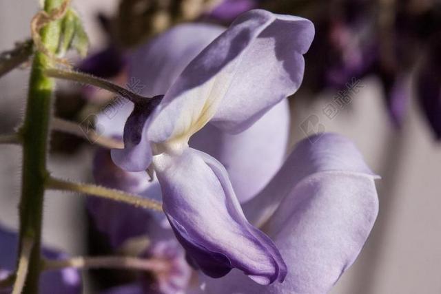 蓝色雨 紫藤 WISTERIEN GLYCINEN 工程 鲜花