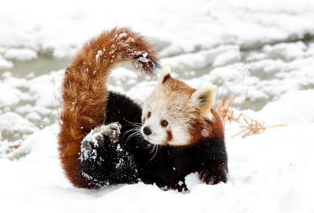 中国大熊猫 红熊猫 雪 播放 动物园 冬天 冷 白 毛皮